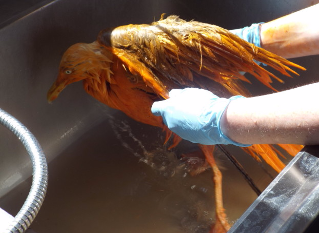 Ela foi encaminhada ao Vale Wildlife Hospital, após o horário do almoço para evitar problemas, onde recebeu tratamento.