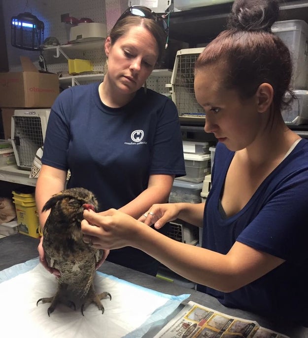 This is GiGi, a great horned owl that was taken in by Wild at Heart Rescue in Vancleave, Mississippi, after suffering an injury.
