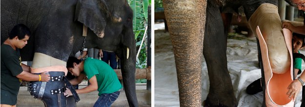 Thaïlande : Un bébé éléphant reçoit une prothèse sur mesure après