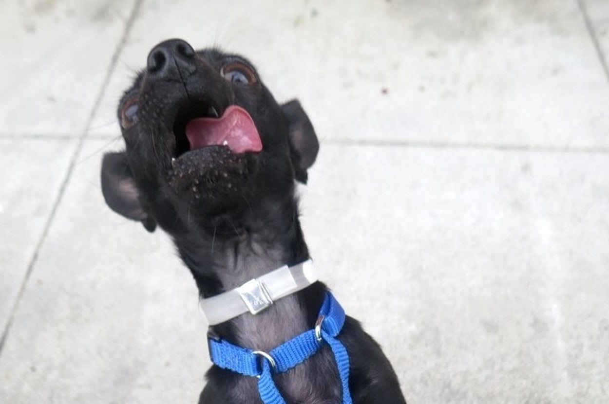 Lithe Dog The Photos For This Little Dog Up For Adoption Are Hilarious And So ...