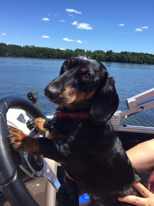 This adorable pup who takes navigating new waters very seriously: