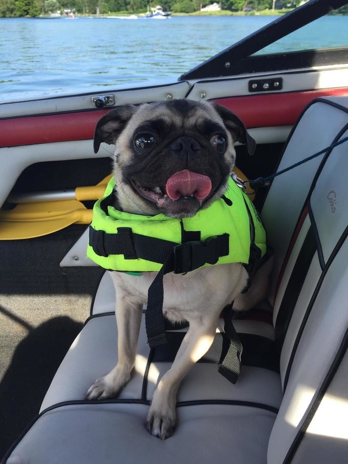 15 Dogs Who Are The Captain Now