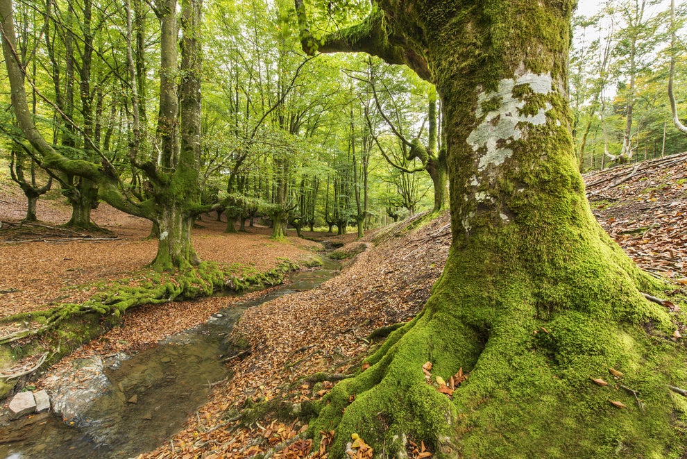 En definitiva, en Bizkaia no hay nada que ver para los turistas, solo hay árboles. ¿Y qué pueden tener de bonito unos árboles?