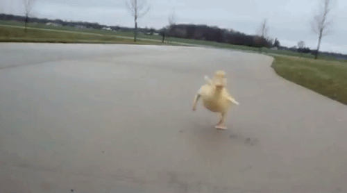 You're smarter than a duckling