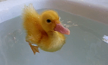 You're as smart as a duckling