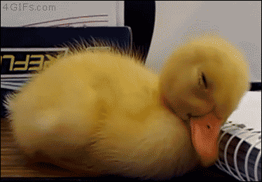 You're not as smart as a duckling