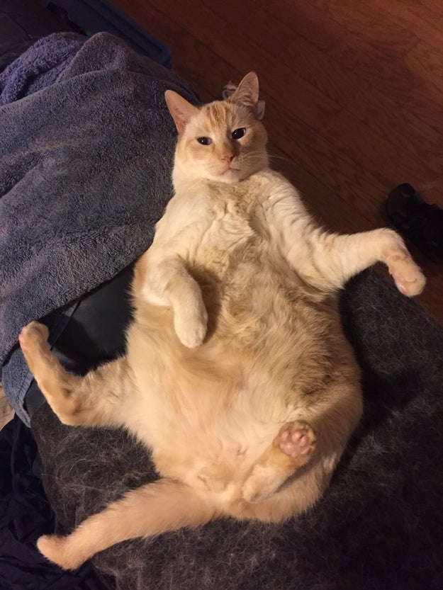 This cat that doesn't know what legs are.