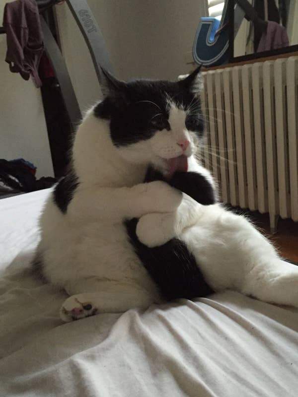 21 Cats Who Might Be Broken