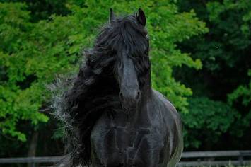Conheça um cavalo muito charmoso com sua crina extremamente voluptuosa