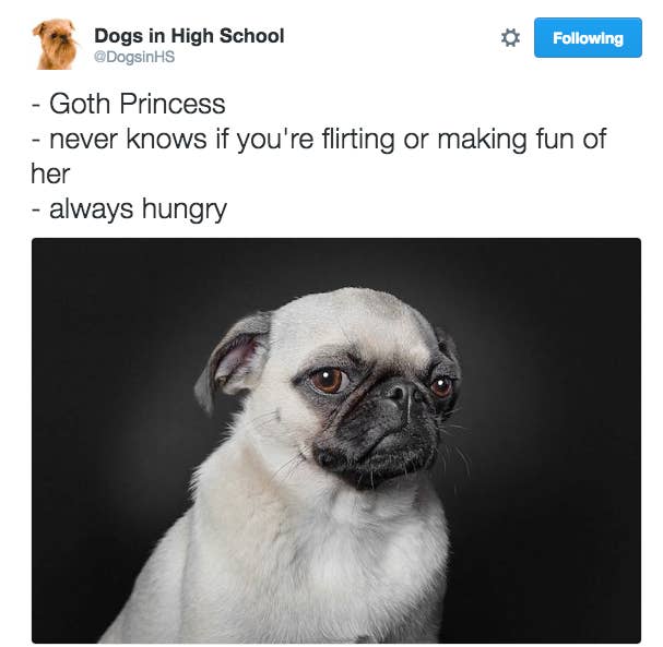 Stoner Dog Meme Tumblr