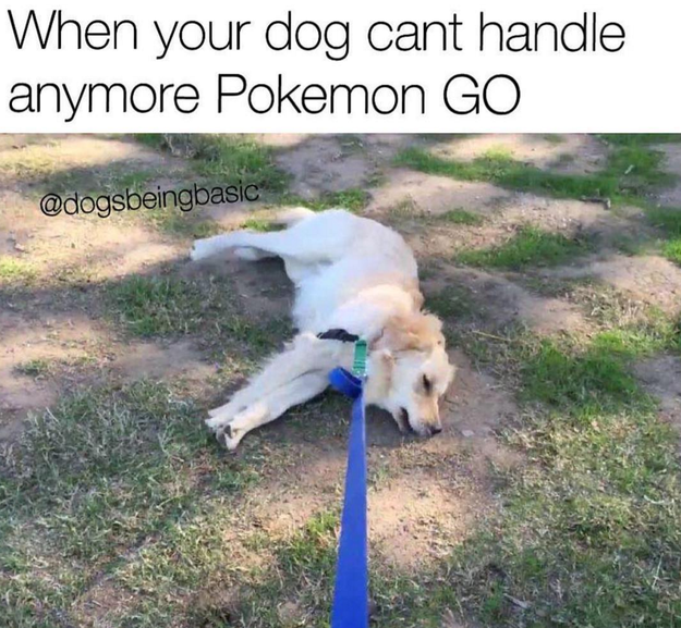 Pokémon Go meme
