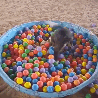 This dog, who is just having a ball.
