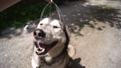 This relaxed doggo, who is discovering the joy of a head scratcher.