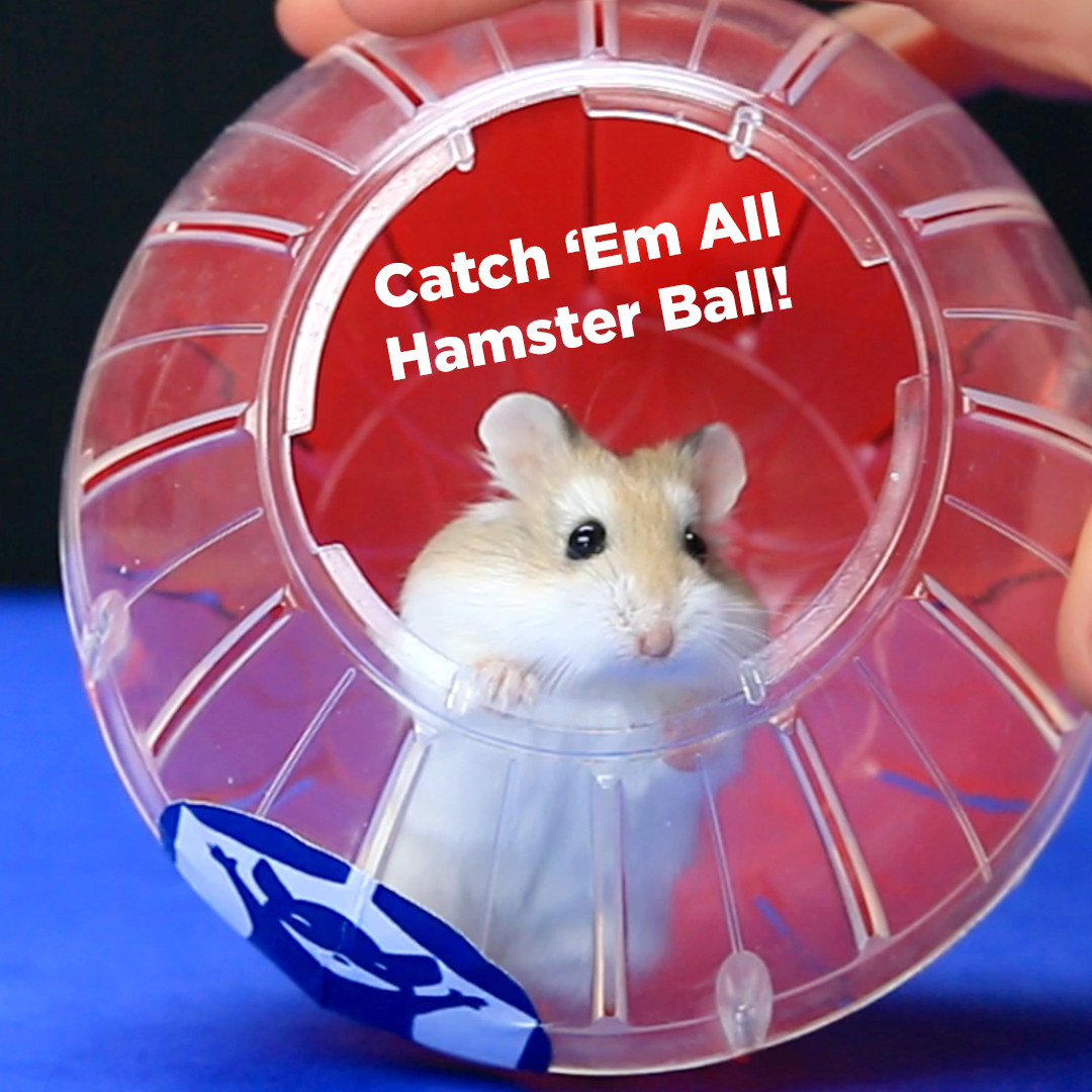 Sad hamster violin hamster. Прогулочный шар для хомяка. Хамстер Болл. Hamster. Шар для кролика прогулочный.