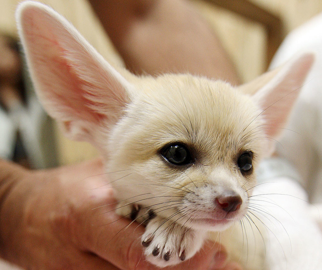 キャラ化してほしい 地球には こんなに ポケモンっぽい 動物たちが実在してた