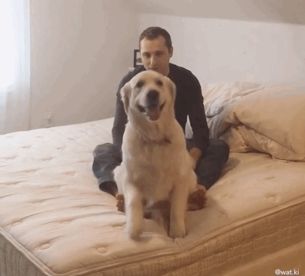 Good boy, Watson. Very good boy.
