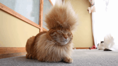 “My hair is very thick and annoying. When it settles, it often looks like I’m wearing a helmet.”– Robert
