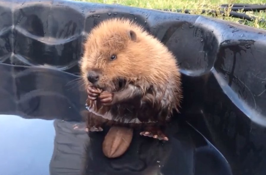 保護された赤ちゃんビーバー シッポと挌闘して かわいすぎるよ