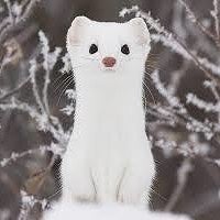 BuzzFeed profile picture for @weasels