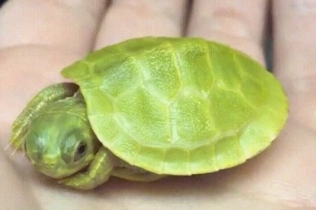 Shut Turtle 13 Brave Turtles Who Will Inspire You To Get Out Of Your Shell