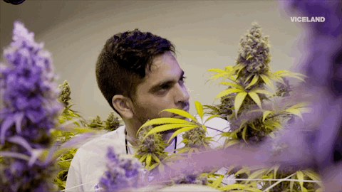 He was visiting a grow operation on Vice Does America with Martina de Alba and Wilbert L. Cooper.