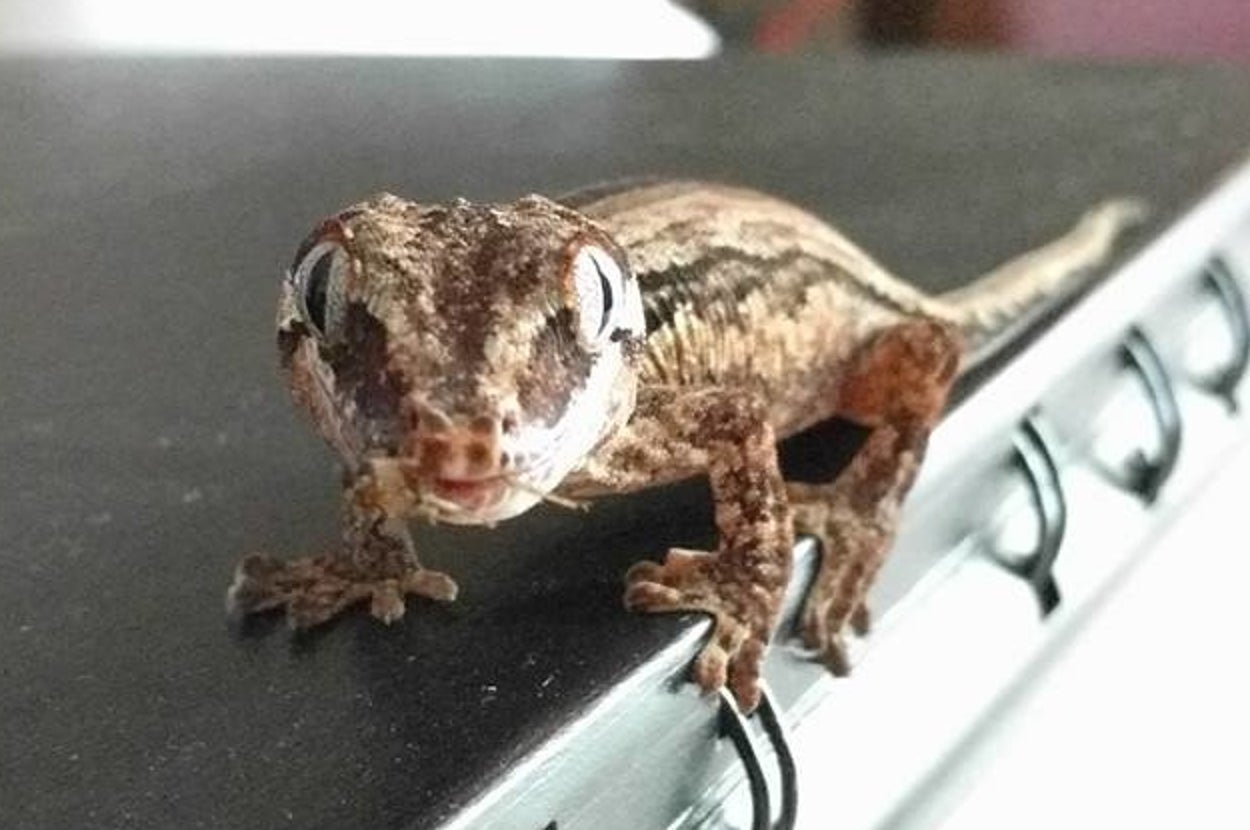 Lesser Gecko This Little Gecko Was Lost During A Flight To Vancouver And Her Human ...