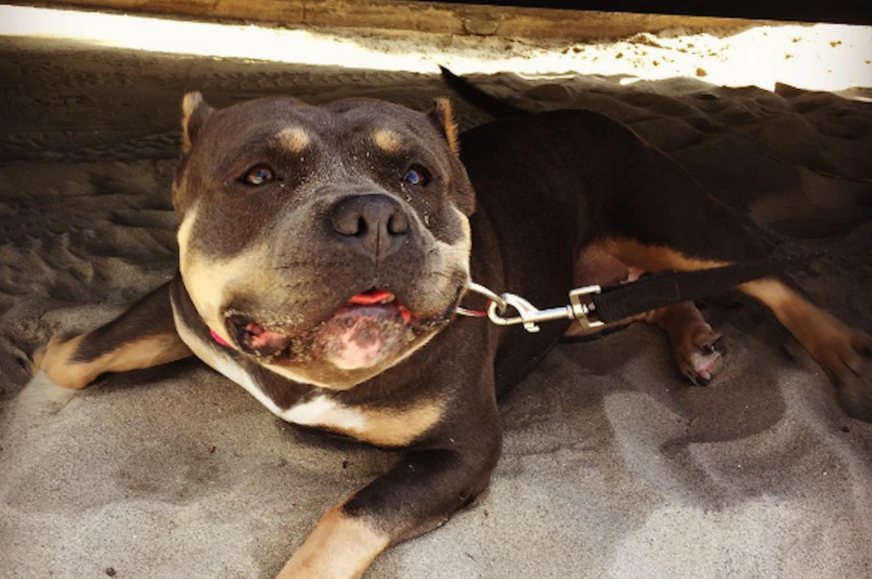 Squishable Bull 15 Super Squishable Pit Bulls Who Will Brighten Your Day