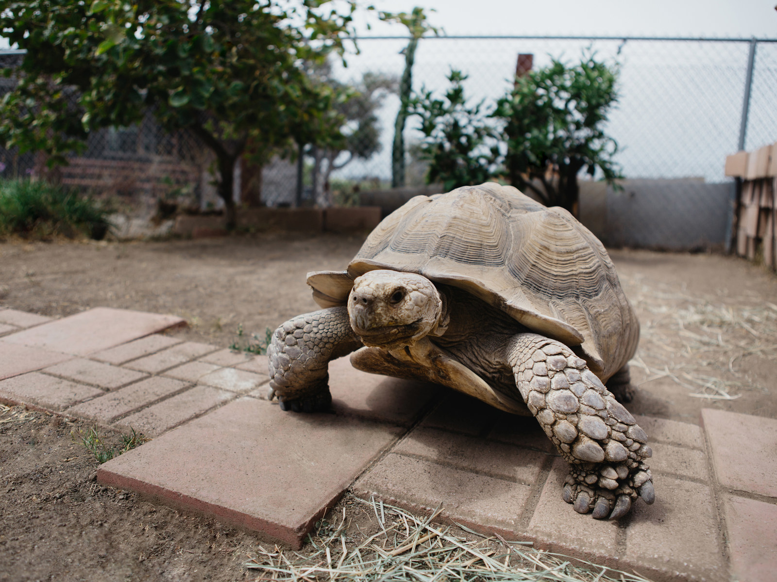 giant tortoise pet