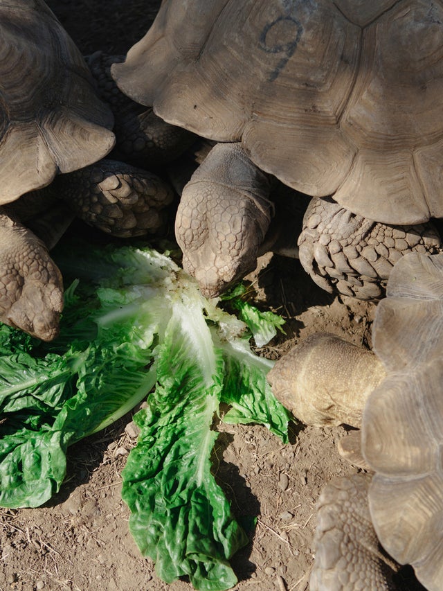 How Sulcata Tortoises Became America S Most Adorable Mistake
