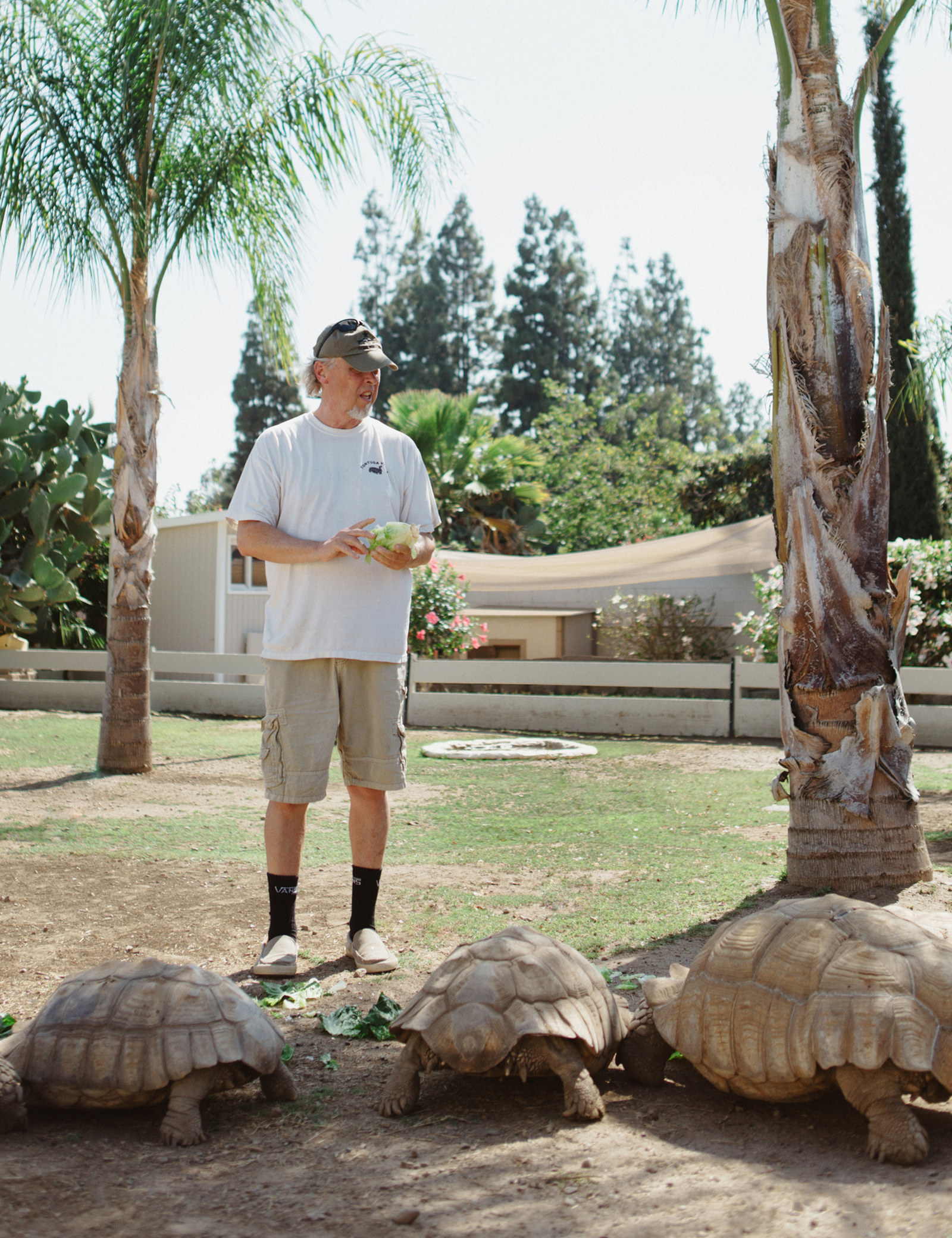 biggest pet tortoise