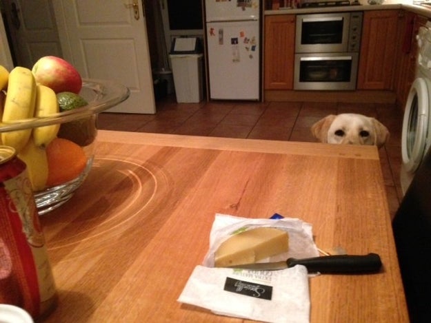 And this sneaky pupper who's keeping their eyes on the cheesy, cheesy prize: