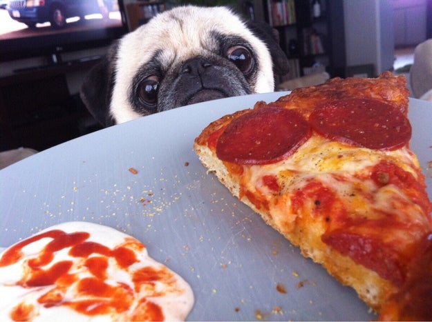 This persistent pug who really wants a lil' nibble: