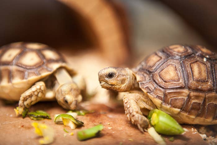 How Sulcata Tortoises Became America S Most Adorable Mistake,Pita Bread Calories