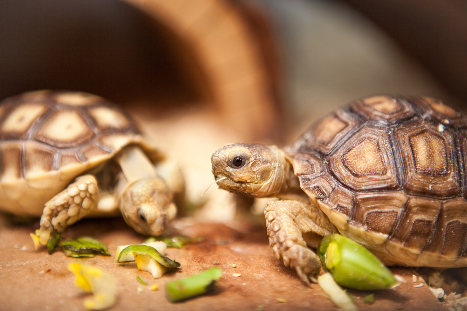 How Sulcata Tortoises Became America s Most Adorable Mistake