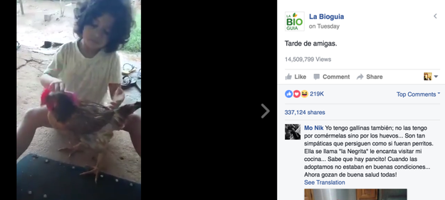 The original video, posted by the chicken's owner from São Paulo, has nearly 6 million views, and other outlets who have re-uploaded it, have garnered nearly 15 million views.
