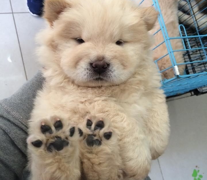 21 Puppies So Cute You Will Literally Gasp And Then