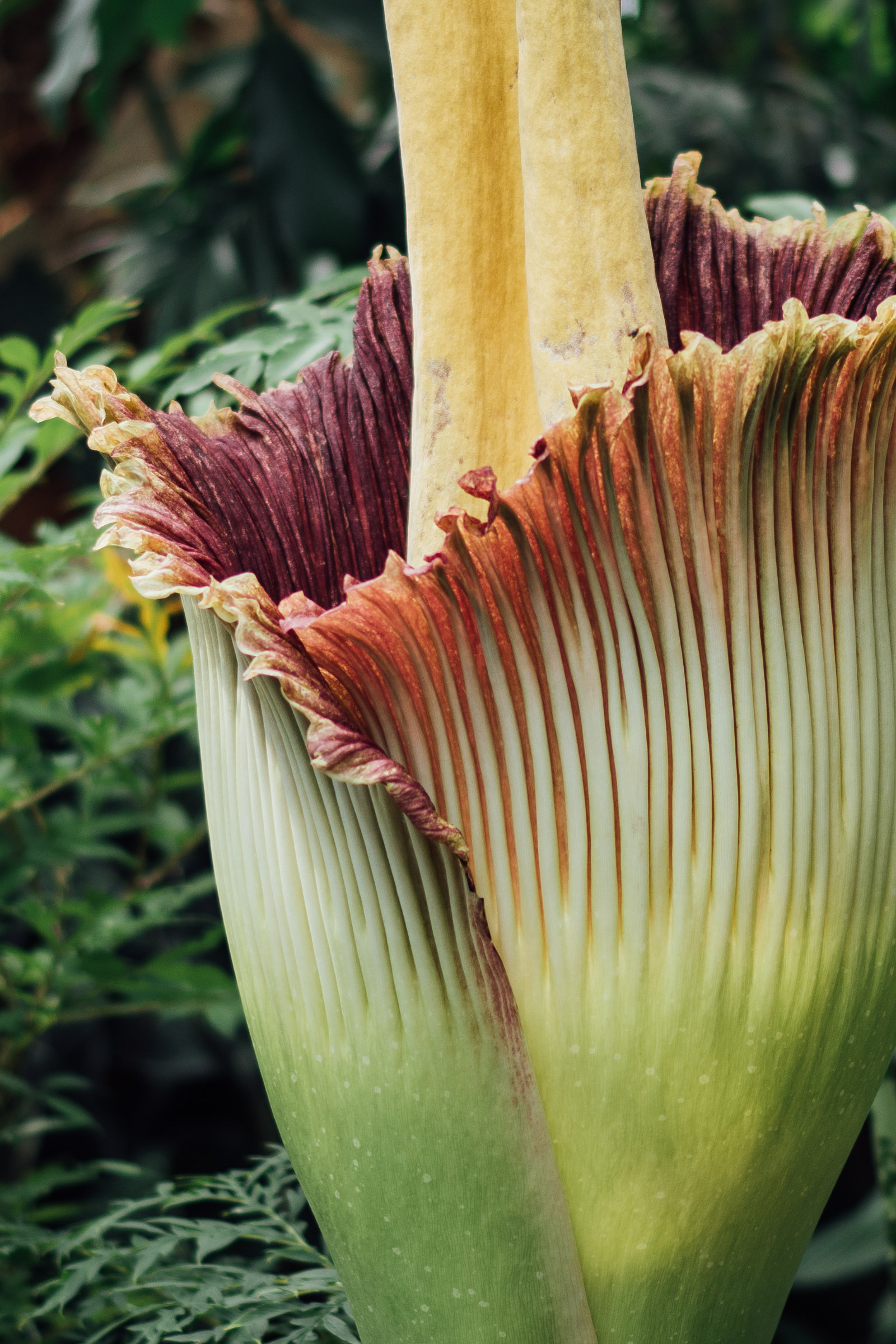 Baptisée Titan Arum, la fleur qui sent le plus mauvais vient enfin