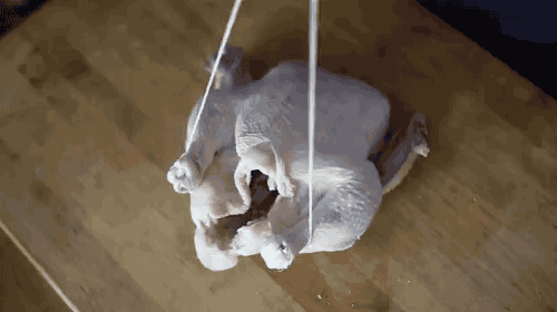 As long as you have butcher's twine on hand, trussing is easy. It keeps the breast meat (which is often overcooked) tender by preventing dry air from circulating inside the cavity, which means it won't dry out as quickly. Here's exactly how to truss a chicken.