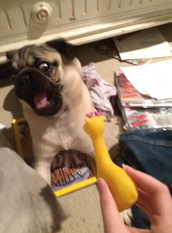 And this pup who's not a fan of giraffe toys: