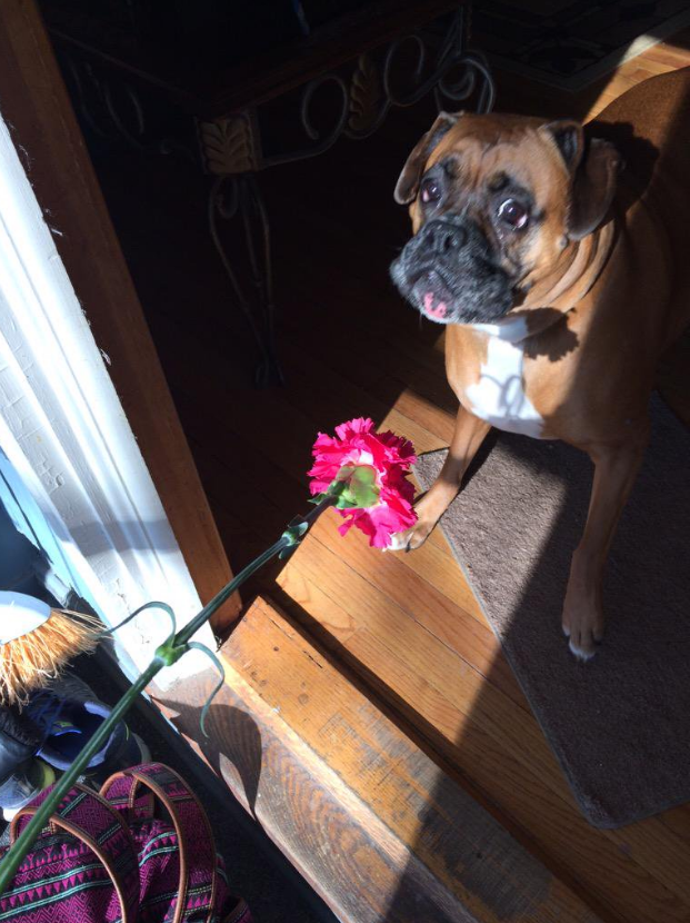 This doggo who thinks flowers frightening: