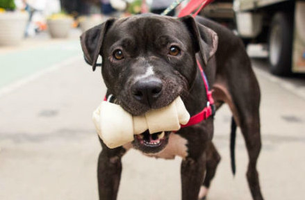 Pedro is a fun-loving 6-year-old pitbull/labrador mix who is currently living it up in NYC while he waits for his forever home. Pedro's life started out pretty rough at a high kill shelter in which he was repeatedly attacked by the other dogs. But none of this could dampen Pedro's love for life, in fact Pedro loves quite a few things...