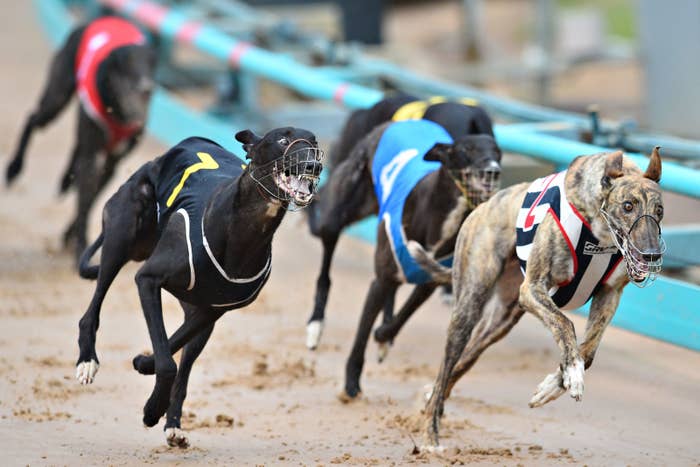 happy dog race track set