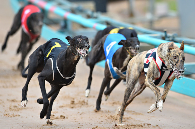 7 Horrifying Reasons The NSW Greyhound Racing Industry Has