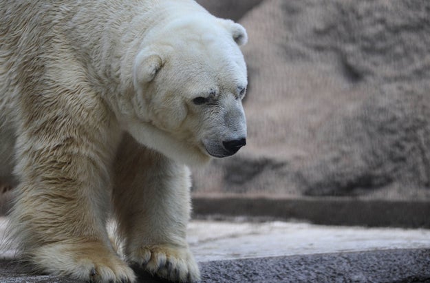 Arturo, a 30-year-old polar bear who was living alone in an Argentine zoo, has sadly died.
