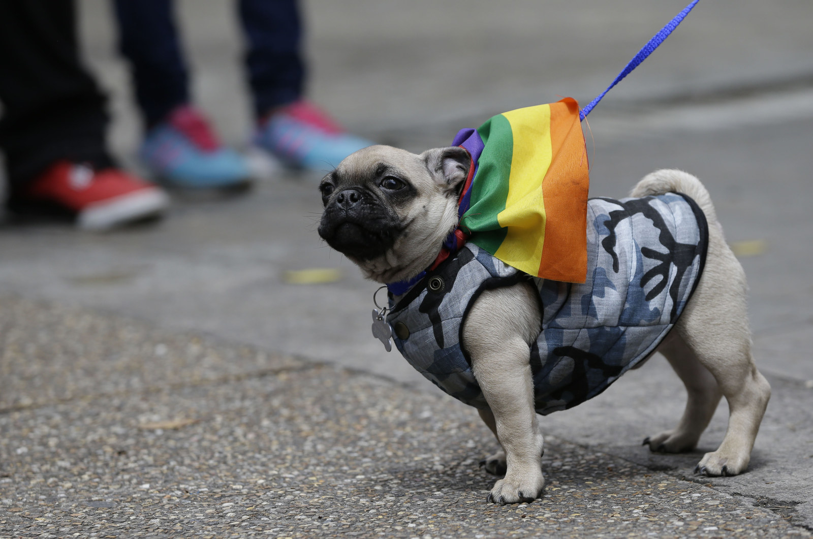 These dogs. Pride Parade Dog.