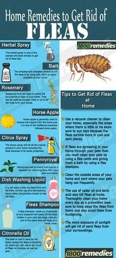 Home Remedies To Get Rid Of Fleas - How to remove fleas from dogs. Safe solutions to getting rid of fleas.