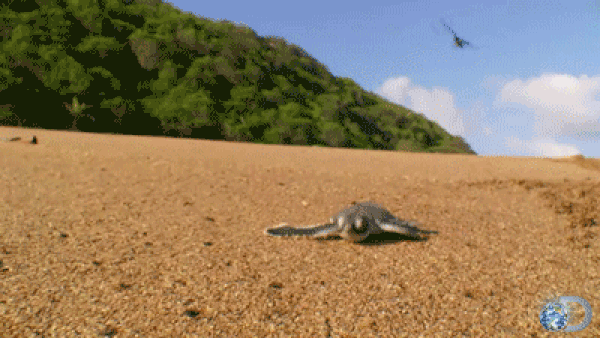 Image result for gifs of turtles