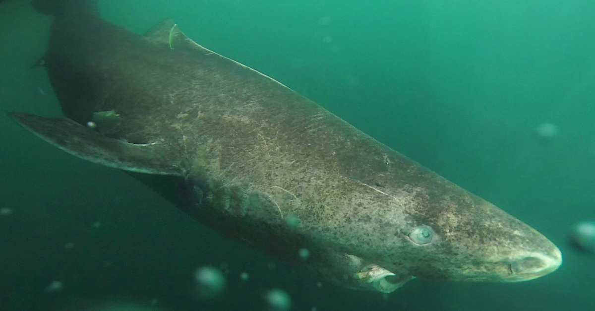 This Huge, Slow, Weird-Looking Deep-Sea Shark Can Live For 400 Years