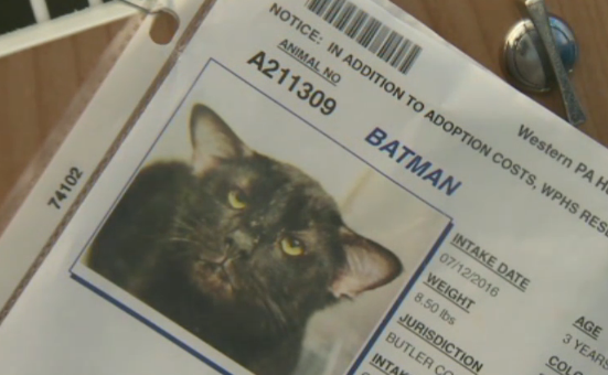 Check out Batman's adorable intake form.