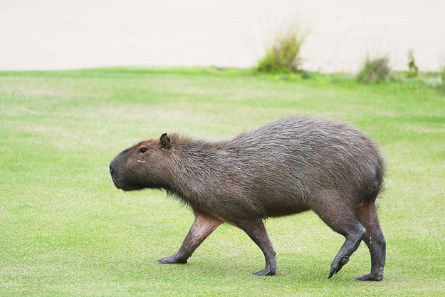 Some furry spectators have been hanging around the Olympic golf course this week. Meet the capybara, the world's largest rodent.